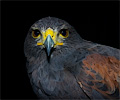 Harris Hawk