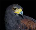 Harris Hawk