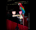 Ruby Macaw