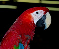 Ruby Macaw