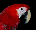 Ruby Macaw