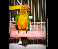 Sun Conure