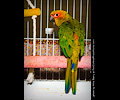Sun Conure