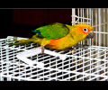Sun Conure