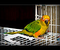 Sun Conure