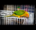 Sun Conure
