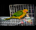 Sun Conure