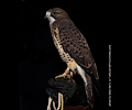 Swainson's Hawk