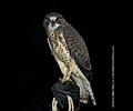 Swainson's Hawk
