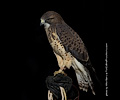 Swainson's Hawk