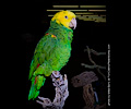 Yellow-headed Amazon Parrot