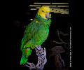 Yellow-headed Amazon Parrot