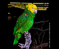 Yellow-headed Amazon Parrot