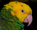 Yellow-headed Amazon Parrot