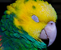 Yellow-headed Amazon Parrot