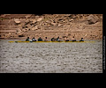 Horsetooth Ache rowing race 8-man boat
