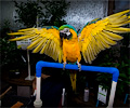 Blue and Gold Macaw
