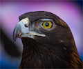 Golden Eagle