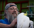 Greater Sulphur-crested Cockatoo