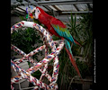 Green-winged Macaw