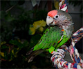 Orange-winged Amazon Parrot