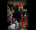 Scarlet Macaw