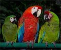 Scarlet Macaw