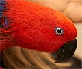 Eclectus Female