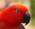 Eclectus Female