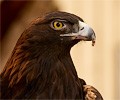 Golden Eagle