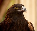 Golden Eagle