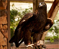 Golden Eagle