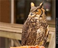 Great Horned Owl
