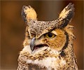 Great Horned Owl