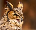 Great Horned Owl