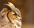 Great Horned Owl