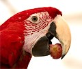 Green Winged Macaw