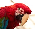Green Winged Macaw