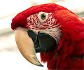 Green Winged Macaw