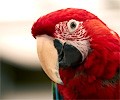 Green Winged Macaw
