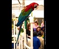 Green Winged Macaw