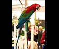 Green Winged Macaw