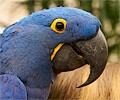 Hyacinth Macaw