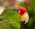 Mexican Red Headed Parrot
