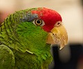 Mexican Red Headed Parrot