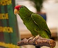 Mexican Red Headed Parrot