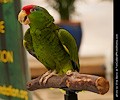 Mexican Red Headed Parrot