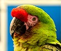 Military Macaw