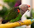 Cape Parrot