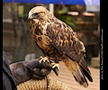 Rough Legged Hawk